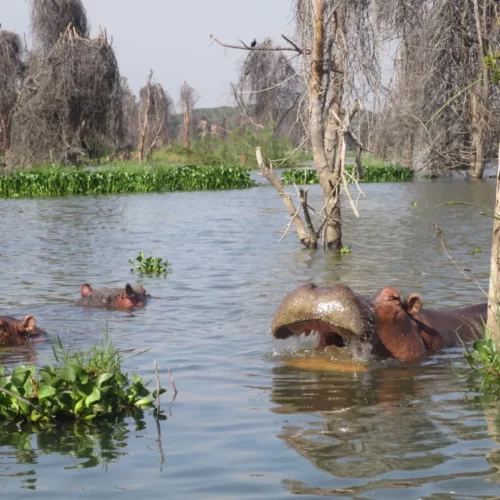 Betty Williams-KENY-110