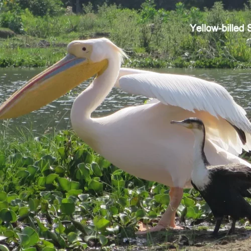 Betty Williams-KENY-116 - Amboseli Safari