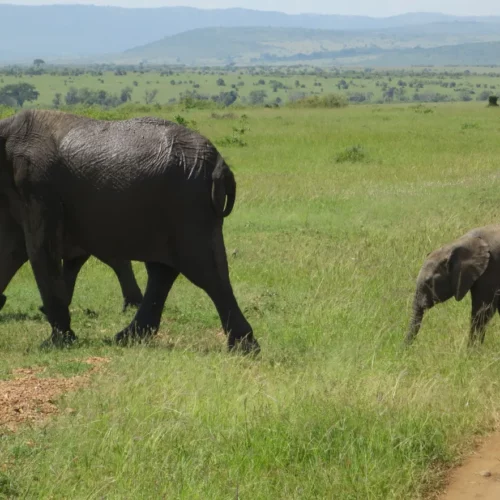 Betty Williams-Kenya-77