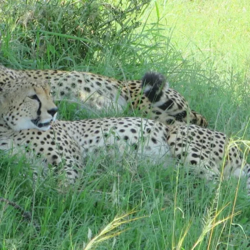 Betty Williams-KENY-81