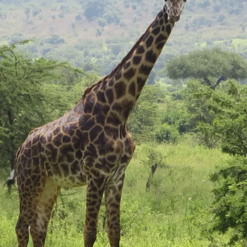 Betty Williams-KENY-84