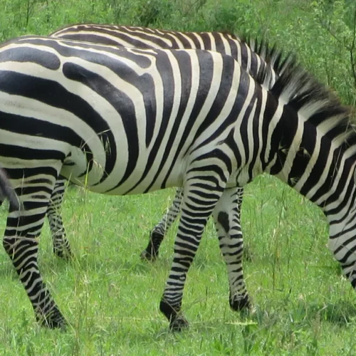 Betty Williams-KENY-87