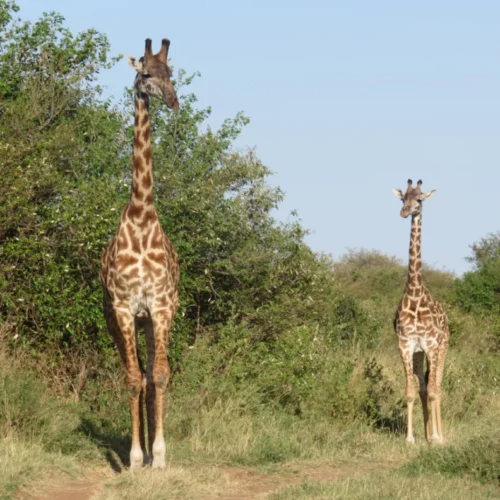 Bruno Profeta_Kenya (39)