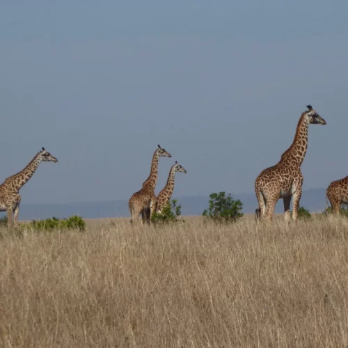 CARIN BINDER MOZAMBIQUE-35