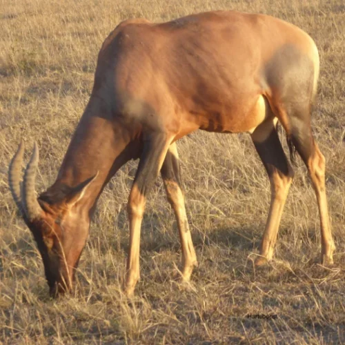 CARIN BINDER MOZAMBIQUE-40