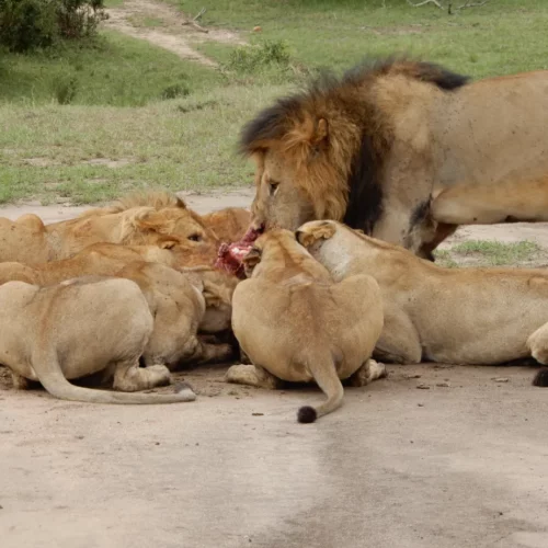CARMEL CHAPMAN KENYA-01