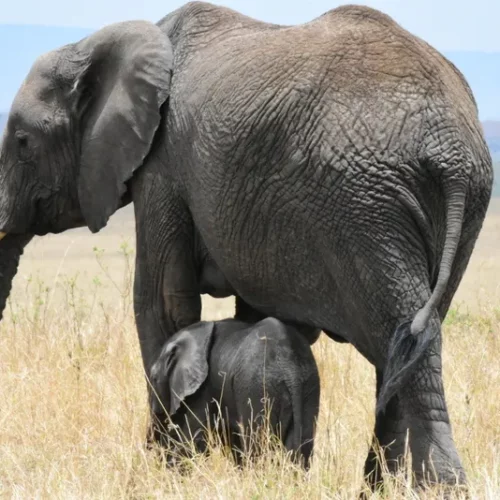 Christine Gigliotti - Kenya 01