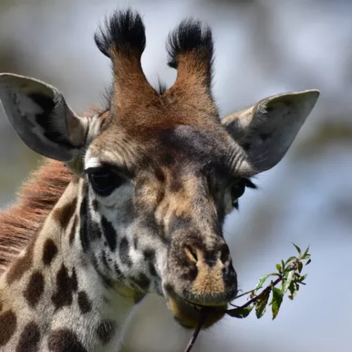 Christine Gigliotti - Kenya 04