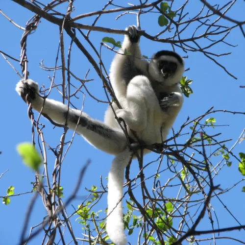 Eliane Madagascar (117)