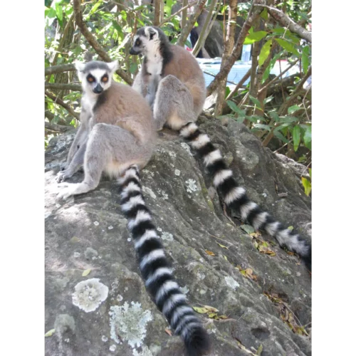 Eliane Madagascar (144)