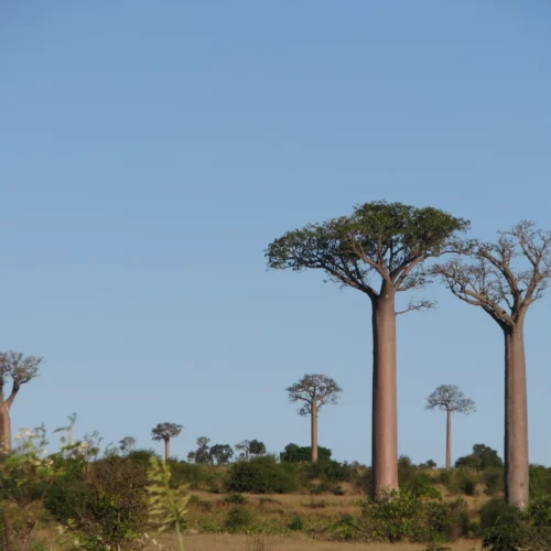 Eliane Madagascar (43)