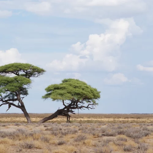 Etosha National Park Namibia(15)