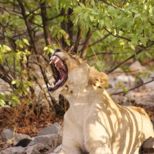 Etosha National Park Namibia(21)