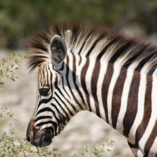 Etosha National Park Namibia(27)