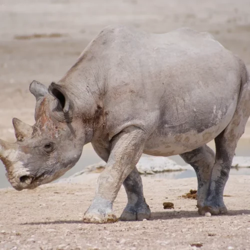 Etosha National Park Namibia(34)