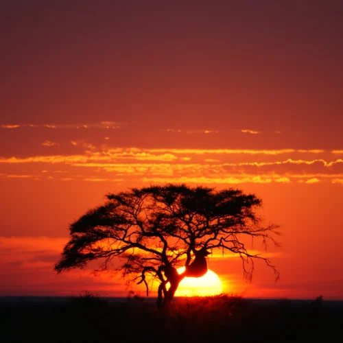Etosha National Park Namibia(38)