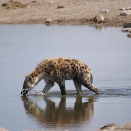 Etosha National Park Namibia(93)