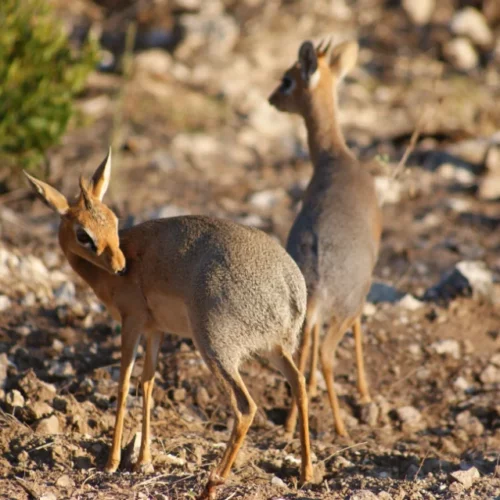 Etosha National Park Namibia(96)