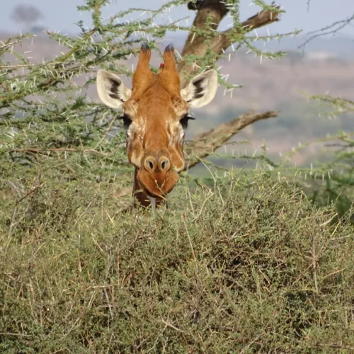 Gwenda Bates Kenya-23 - Amboseli Safari