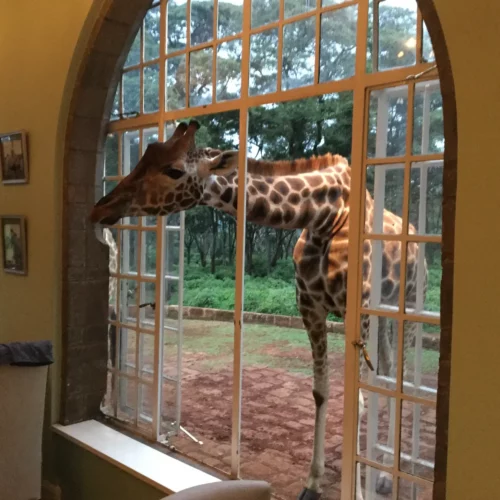 Karen Dornauf - KENY 05