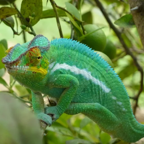 Madagascar Nosy Be monster - Dec 2009