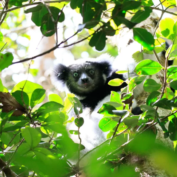 Indri lemur peering through the leaves in Madagascar's rainforest.