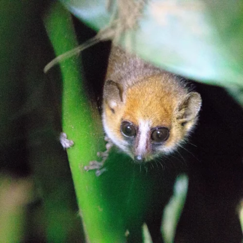 ROSE KUNG MADAGASCAR-006