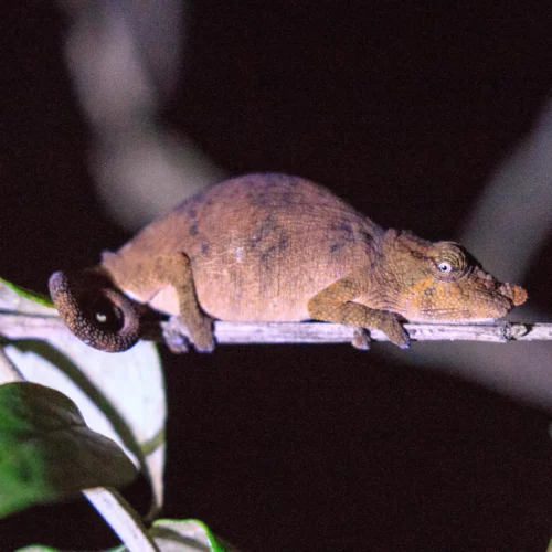 ROSE KUNG MADAGASCAR-007