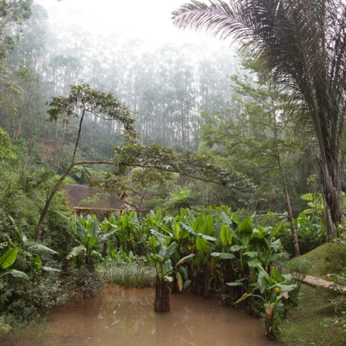 ROSE KUNG MADAGASCAR-009