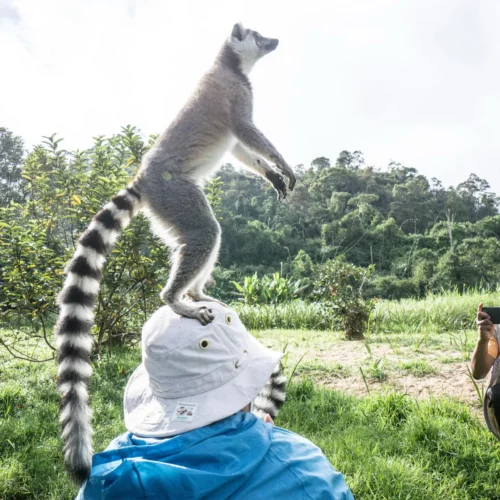 ROSE KUNG MADAGASCAR-013