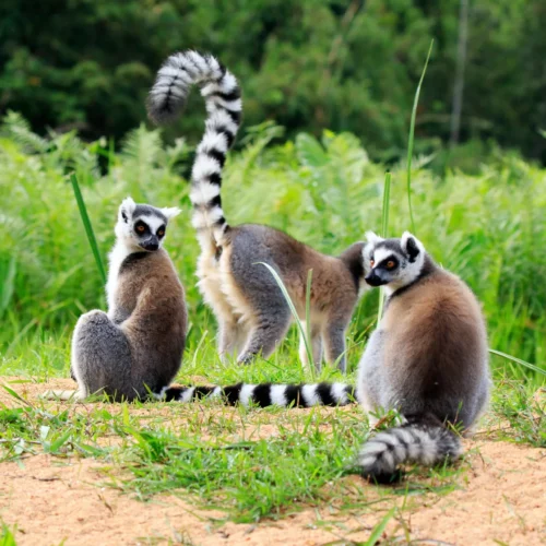 ROSE KUNG MADAGASCAR-014