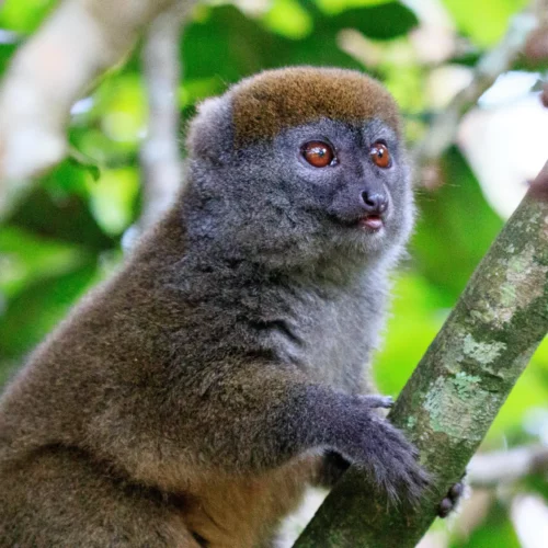 ROSE KUNG MADAGASCAR-028