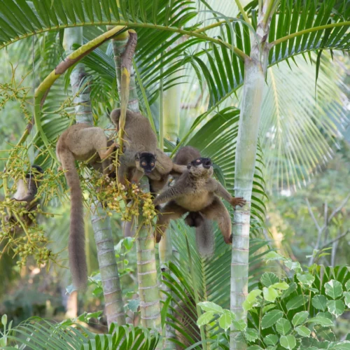 ROSE KUNG MADAGASCAR-062