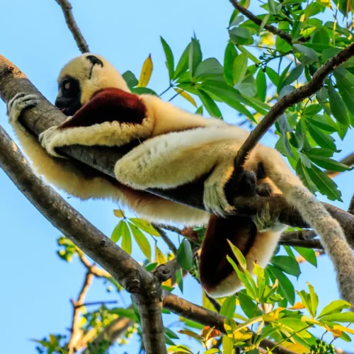 ROSE KUNG MADAGASCAR-069