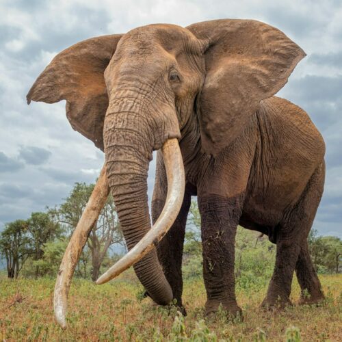 Big elephant in the safari in Amboseli Safari, Kenya against the cloudy sky