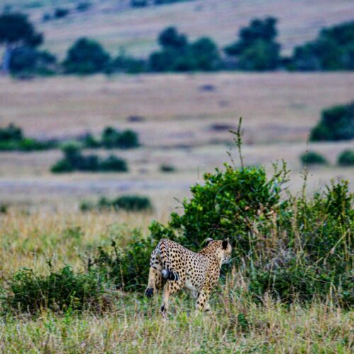 Cheetah Wildlife Wild Animas Maasai Mara National Game Reserve Kenya
