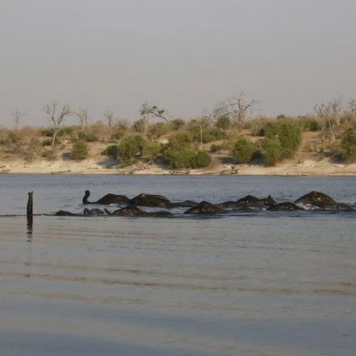 chobe-safari-3