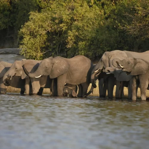 chobe-safari-4