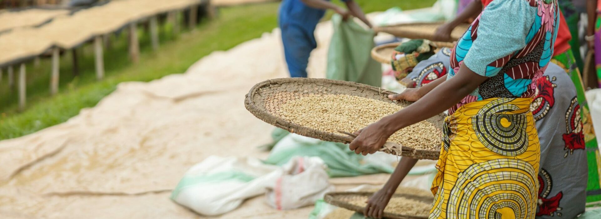 Female workers sorting through coffee cherries in region of Rwanda