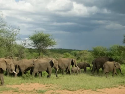 Herd of elephant in the serengeti plain