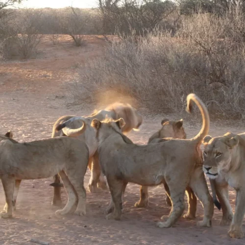 kalahari-desert-safari-3