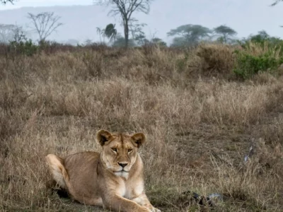 Lioness lying in bush of Serengeti, Tanzania, Africa