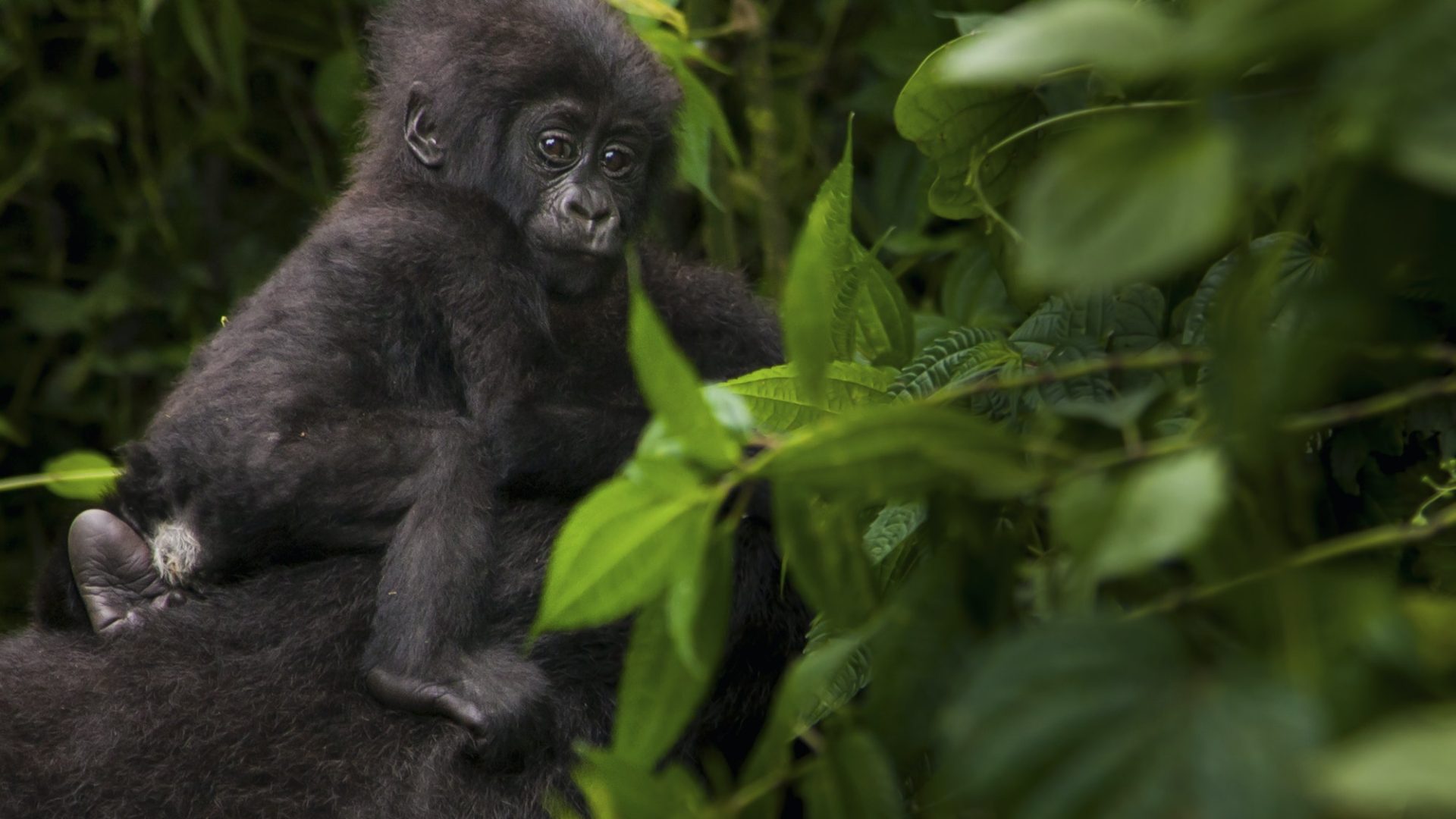 Mountain gorilla juvenile, Volcanoes National Park, Rwanda