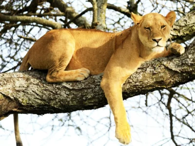 Ndutu Serenegti and Ngorongoro Safari 2019