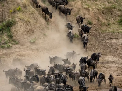 The Great Migration in Africa