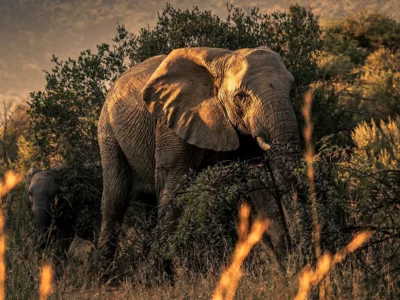 Vertical shot of an African elephant in Pilanesberg National Park, South Africa.