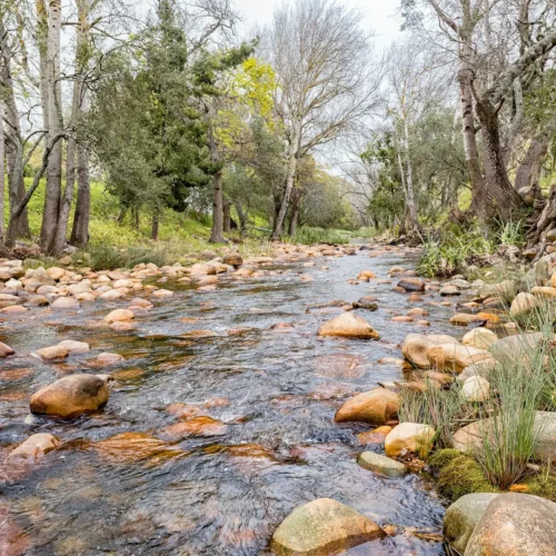 View of the Eerste River in Stellenbosch