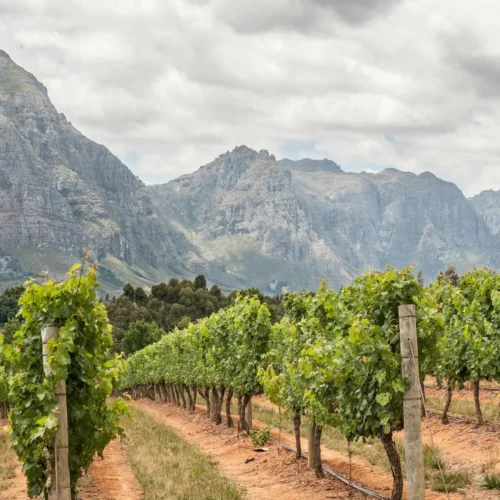 View of vineyards near Stellenbosch