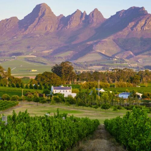 Vineyard landscape at sunset with mountains in Stellenbosch, near Cape Town, South Africa