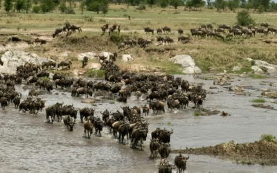 Wildebeest, crossing river Mara, Serengeti National Park, Serengeti, Tanzania, Africa